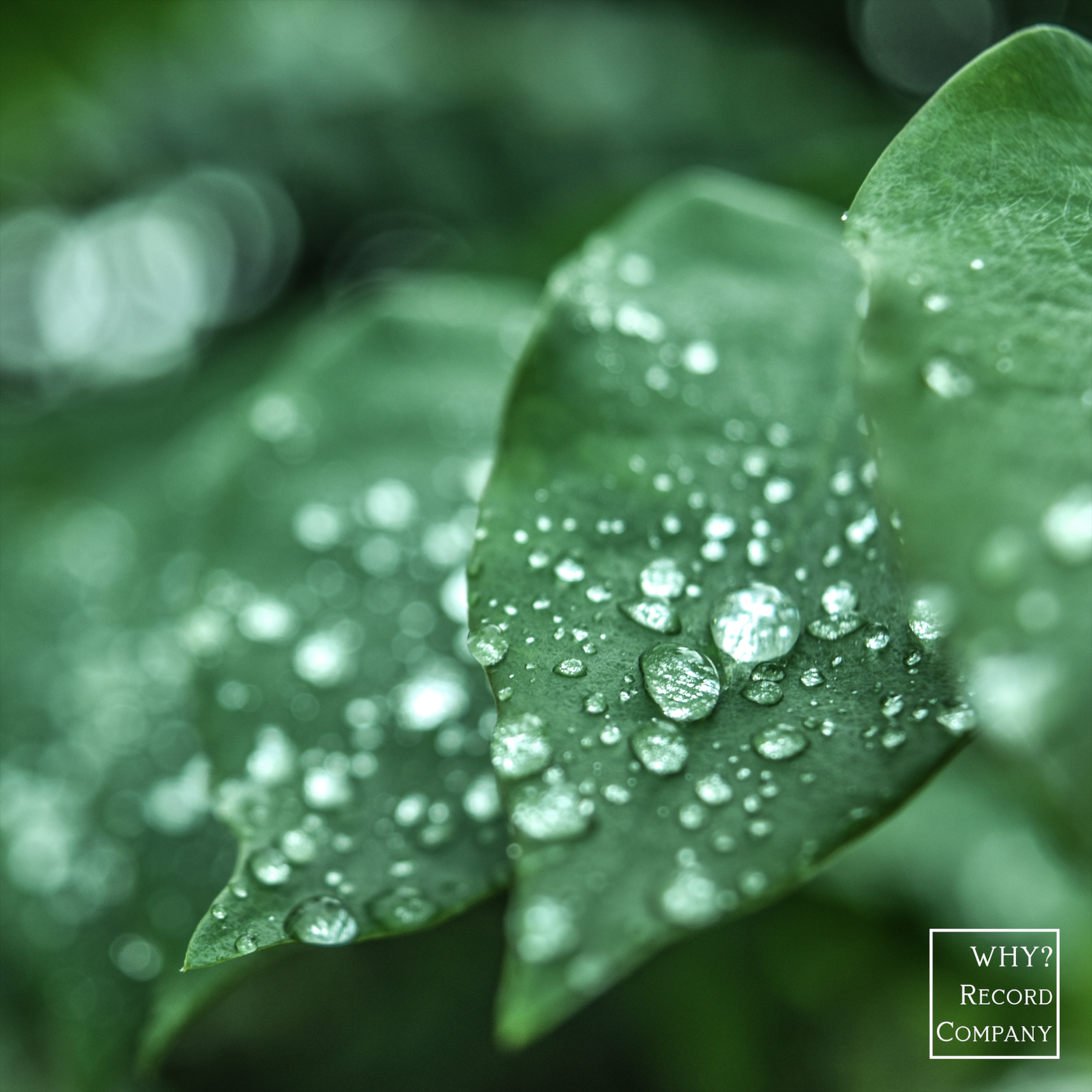 the leaves grew heavy under the weight of the water (Weeping Sun Remix)